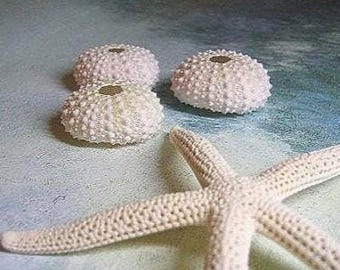 3 Mini Sea Urchins - White with Pink n Green
