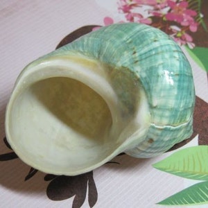 Turbo Burgess Shell Jade pulido imagen 3
