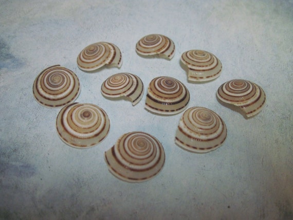 7 Sundial Shells 963 - 7/8 inch Spirals Il_570xn