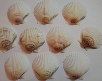 White Scallop Shells - From Crystal River, FLorida - Freshly Caught - Shells - Seashells - White Seashells - 10 Natural Shells  #143