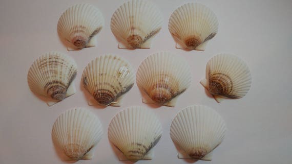 White Scallop Shells - From Crystal River, FLorida - Freshly Caught - Shells - Seashells - White Seashells - 10 Natural Shells #143 Il_570xn