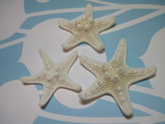3 Mini Starfish - Knobby White Starfish Sea Stars - Approx 2 to 2 1/4 inches Il_570xn