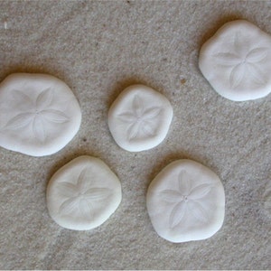 May include: Five white sand dollars with a five-pointed star design on a sandy surface.