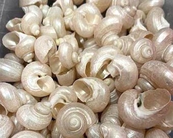 Creamy White Pearlized Seashells - Turbos - 6 shells