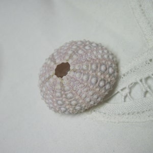 Beach Sea Urchins Natural Genuine Mini Lavender Sea Urchin 076 image 2