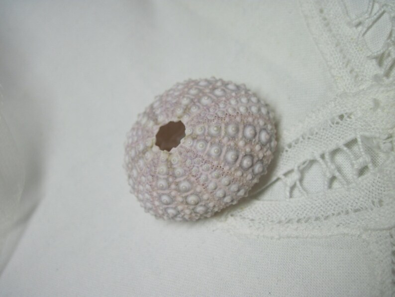 Beach Sea Urchins Natural Genuine Mini Lavender Sea Urchin 076 image 2