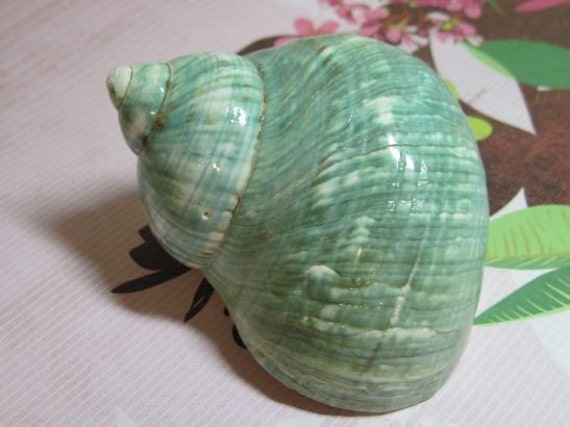 Turbo Burgess Shell - Jade Polished Il_570xn