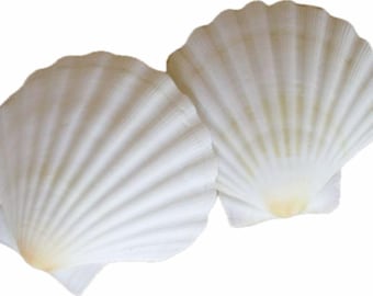 English Scallop Shells (Set of 2): White & Beige Beach Wedding Decor