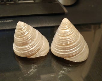 Pearlized TROCHAS shells for Crafting and Beach Weddings -2 shells