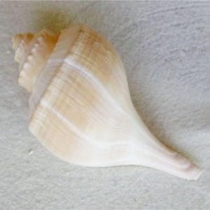 Whelk Seashell - Real Shell - Listen to the Beach