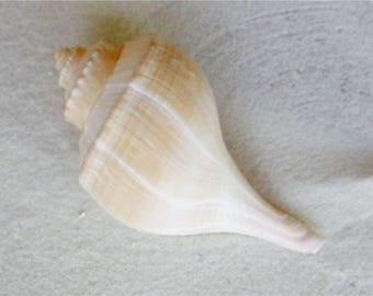 Whelk Seashell - Real Shell - Listen to the Beach