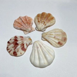 Cockle Shells, 1.5&quot; Natural Seashells, Craft Supply, Beach Wedding Decor – Nautical Shells, Tricardium Shells, Coastal DIY, Seashell Art