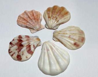 Cockle Shells 1.5"   Cockle Tricardium Seashells  Scallop Shells in shades of Purples & White  shipping included