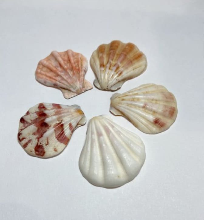 Cockle Shells: Purple & White Scallop Seashells (Set of 5)