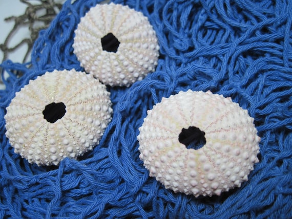 Beach Sea Urchins Natural Genuine Light Pink Sea Urchins Il_570xn