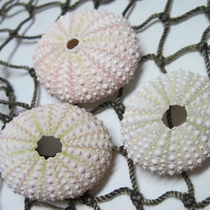 Mini Sea Urchins Light Pink urchins Beach Seashells Decor 944