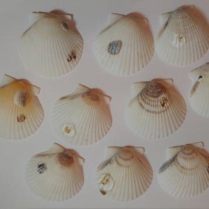 Scallop Shells - From Crystal River, FLorida - Freshly Caught by me - Shells - Seashells - White Seashells - 10 Natural Shells  #124