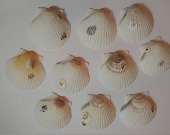 Scallop Shells - From Crystal River, FLorida - Freshly Caught by me - Shells - Seashells - White Seashells - 10 Natural Shells  #124