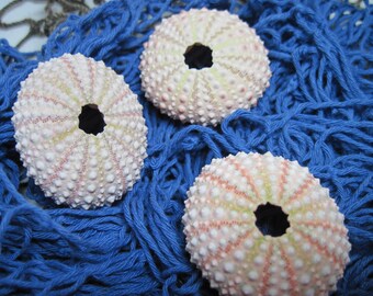 Beach Sea Urchins Natural Genuine Pink and Green Sea Urchins 478