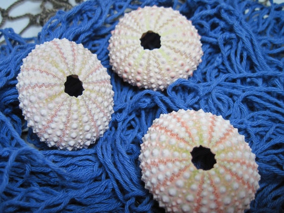Beach Sea Urchins Natural Genuine Pink and Green Sea Urchins 478 Il_570xn
