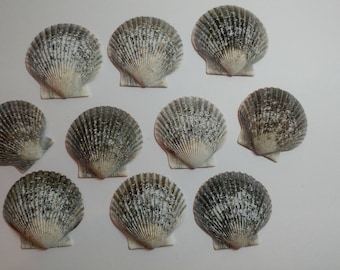 Genuine Scallop Shells - From Crystal River, FLorida - Freshly Caught by me - Shells - Seashells - Grey Seashells - 10 Natural Shells  #109