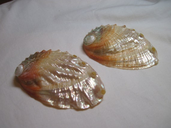 Seashells Abalone Pearlized Kamstcha Shells 3-4 inch 2 Il_570xn