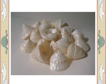 Shells - TROCHAS - 25 pearlized up to 1 inch for Crafting and Beach Weddings