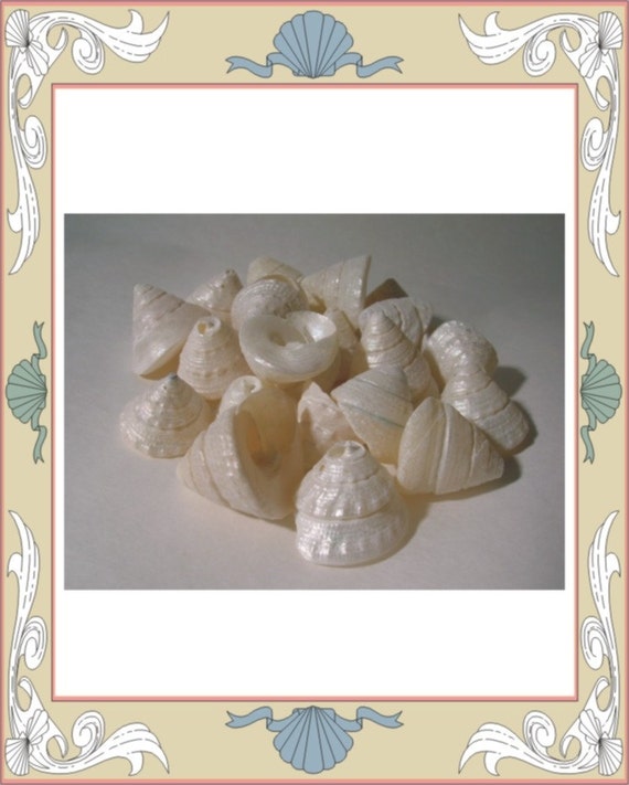 Shells - TROCHAS - 25 pearlized up to 1 inch for Crafting and Beach Weddings Il_570xn