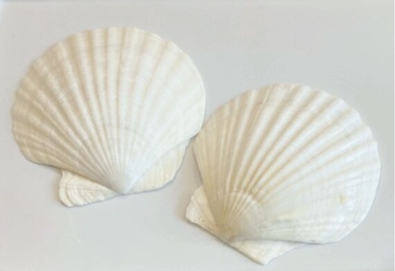 Scallop Shells - 2 White English Scallop Shells - Beach Wedding Shell - Seashells - White SeashelL - 3 3/4 " to 3 3/4 inch - Mermaid Costume Il_570xn
