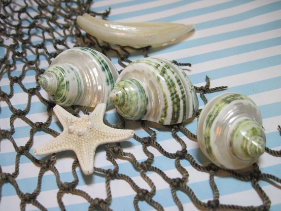 Mini Jade Turbo Shells 768- Polished Il_570xn