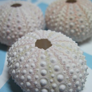 Pink Sea Urchins Light Pink Genuine Sea Urchins Beach Decor image 2