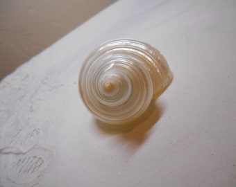 Pearlized Burgess Shell - Polished Seashells