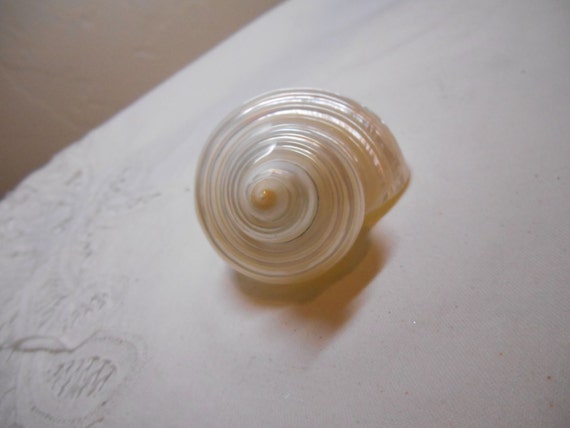 Pearlized Burgess Shell - Polished Seashells Il_570xn