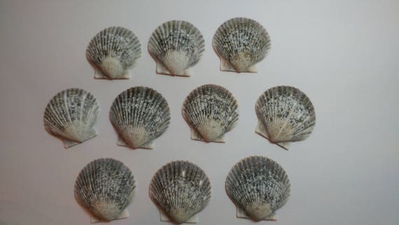 Genuine Scallop Shells - From Crystal River, FLorida - Freshly Caught by me - Shells - Seashells - Grey Seashells - 10 Natural Shells #106 Il_570xn