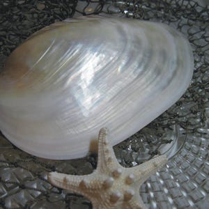 Large Iridescent River Clam Shell: Beach Wedding Decor, Ring Bearer Pillow (7-7.5  inch