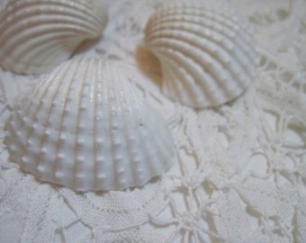 3 White Ark Shells  - Weddings