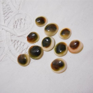 May include: A collection of ten oval-shaped, polished sea shells with brown, black, and white patterns. The shells have a smooth, glossy finish.