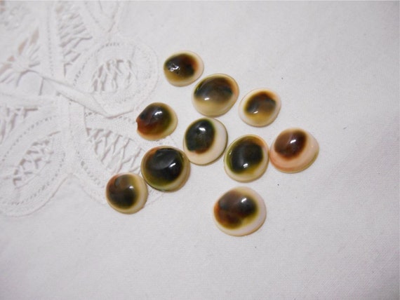 Cat's Eye Shells - 10 Green and brown Il_570xn