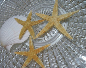 3 Starfish 170 - Oriental Flat Sea Stars