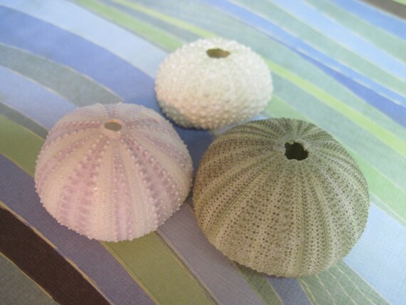 Beach Decor Purple Green and White Sea Urchins - 3 Unique Creatures - photo props Il_570xn