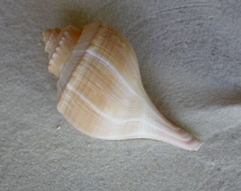 Whelk Seashell - Real Shell - Listen to the Beach