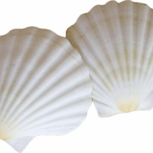 Scallop Shells - White English Scallop Shells - Beach Wedding Shells - Seashells - White Seashells - 3 inch to 3 1/2 inch - Mermaid Costume