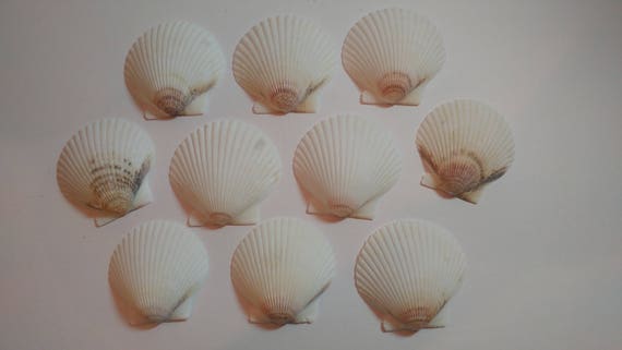 Scallop Shells - From Crystal River, FLorida - Freshly Caught by me - Shells - Seashells - White Seashells - 10 Natural Shells #129 Il_570xn