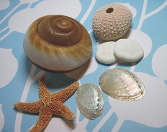 Pink Sea Urchin - Snail Shell - Abalone - Starfish - Mixed Lot Seashells - Shells - Ask for Int'l ship rates