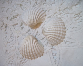 Mini White Ark Shells - white shells - white clam shells