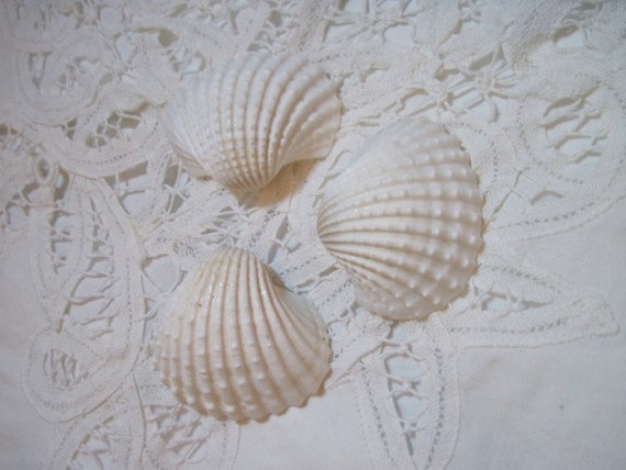 15 Mini White Ark Shells - Weddings Il_570xn