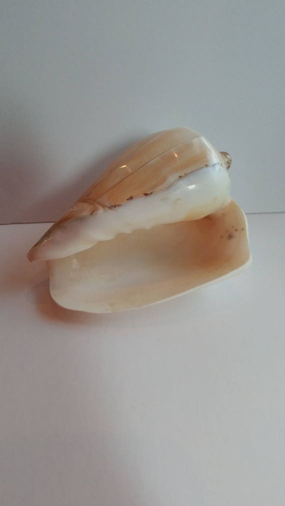 Shell - Voluta Nobilis Conch Shell - Seashells - Starfish - Large Polished Shell - Ring Bearer Shell 6 inch #129 Il_570xn