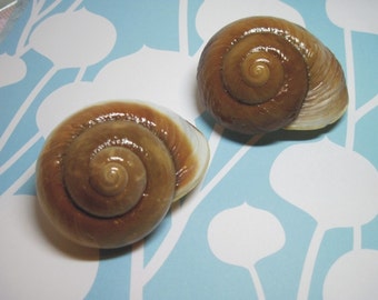 2 Natural Snail Shells for Beach Wedding Favors 436