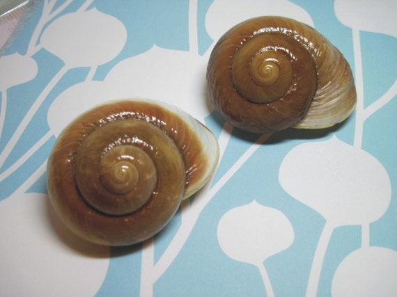 2 Natural Snail Shells for Beach Wedding Favors 436 Il_570xn