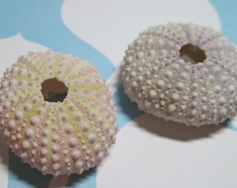 2 Mini Sea Urchins Pink and Lavender Beauties